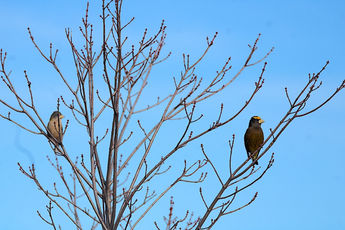 キビタイシメ - ML645594779