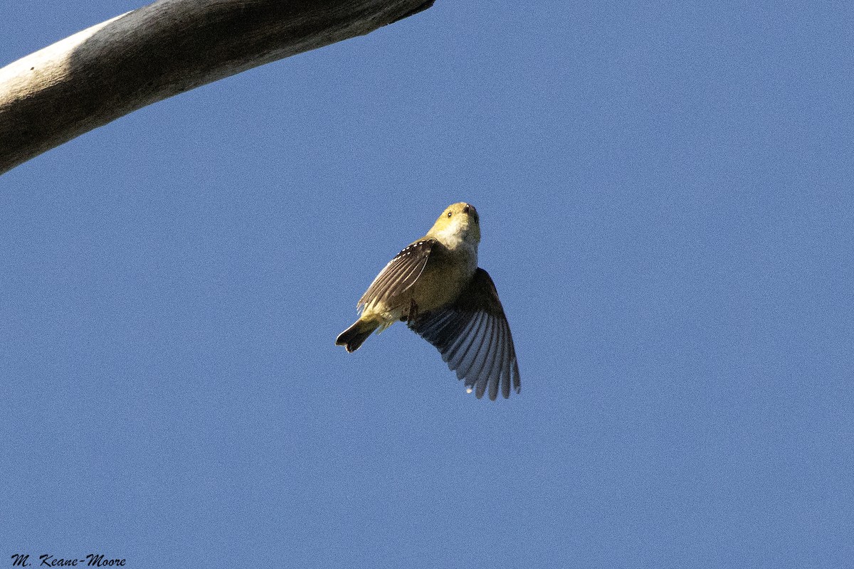Forty-spotted Pardalote - ML645594784