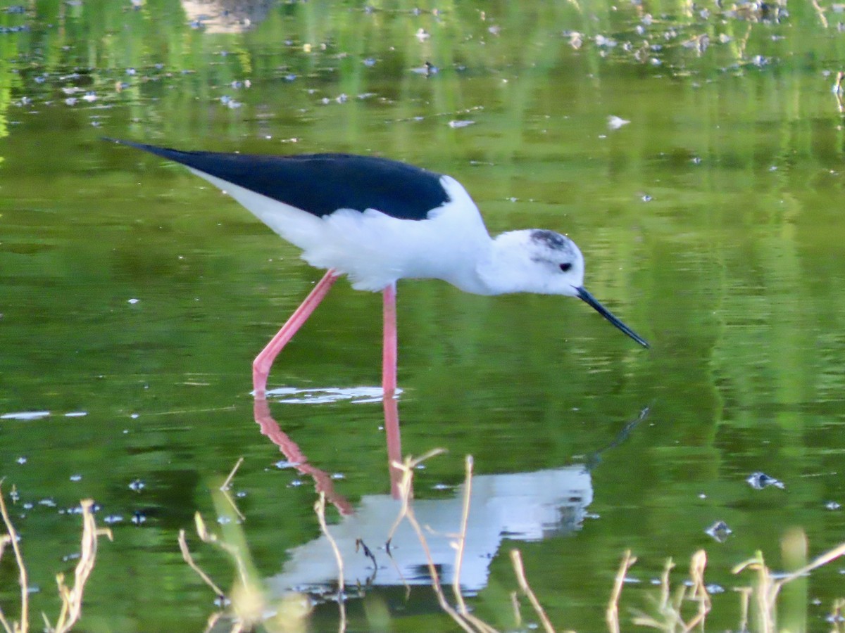 Zankaluze eurasiarra - ML645594786