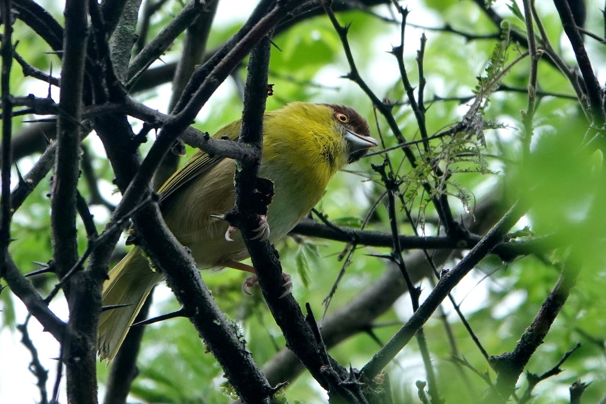 Rufous-browed Peppershrike - ML645594793