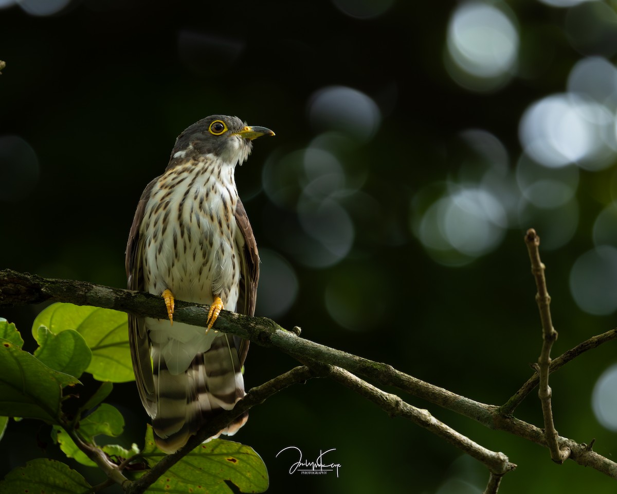 Malaysian Hawk-Cuckoo - ML645594809