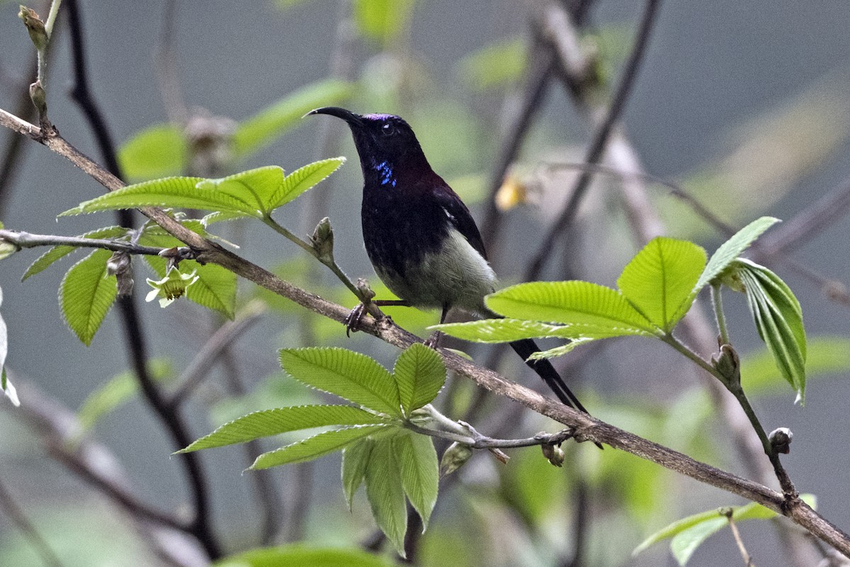 Black-throated Sunbird (Black-throated) - ML645594821