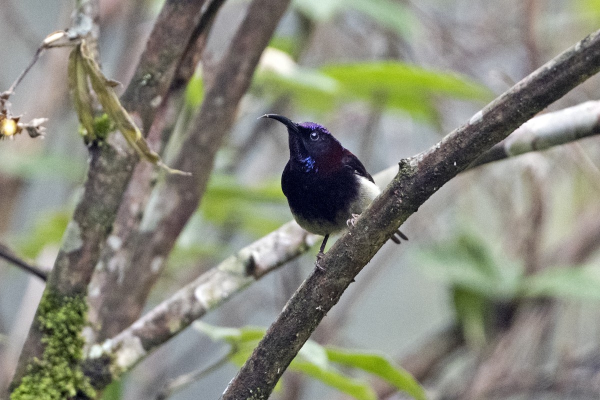 Black-throated Sunbird (Black-throated) - ML645594822
