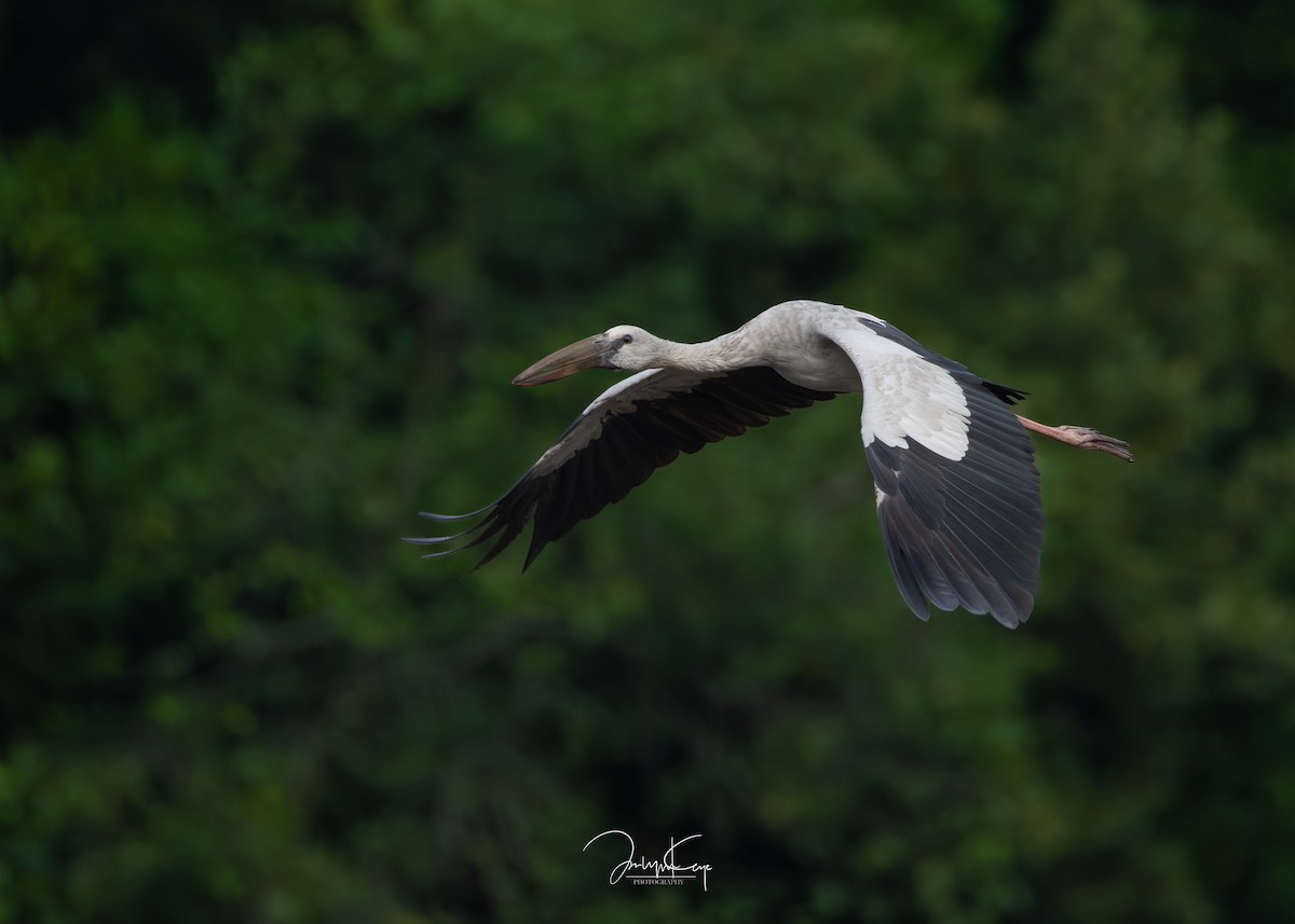 Asian Openbill - ML645594837