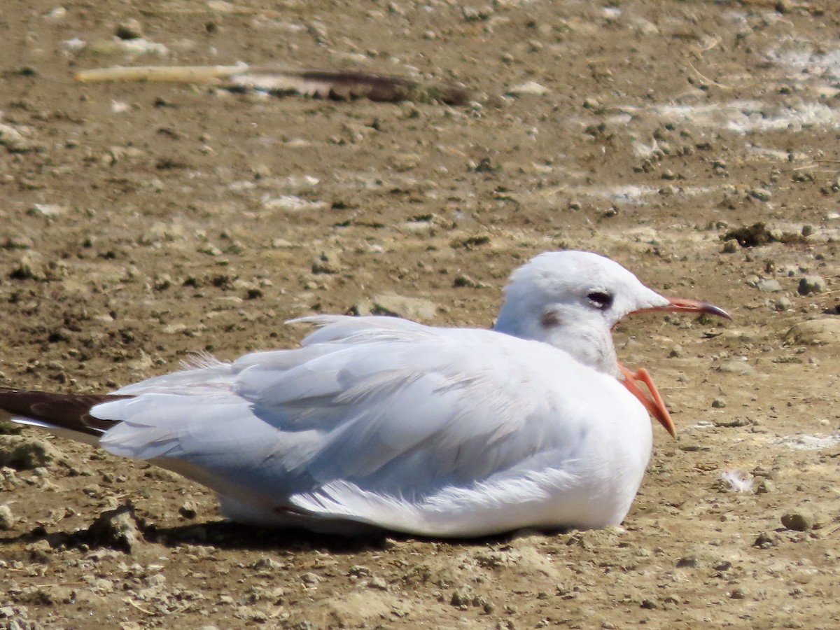 Gray-hooded Gull - ML645594839