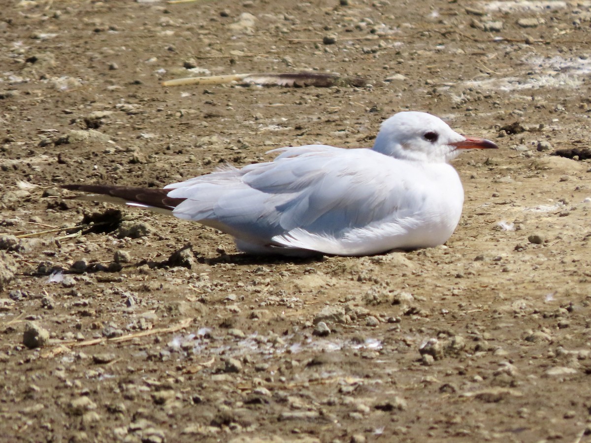 Gray-hooded Gull - ML645594840