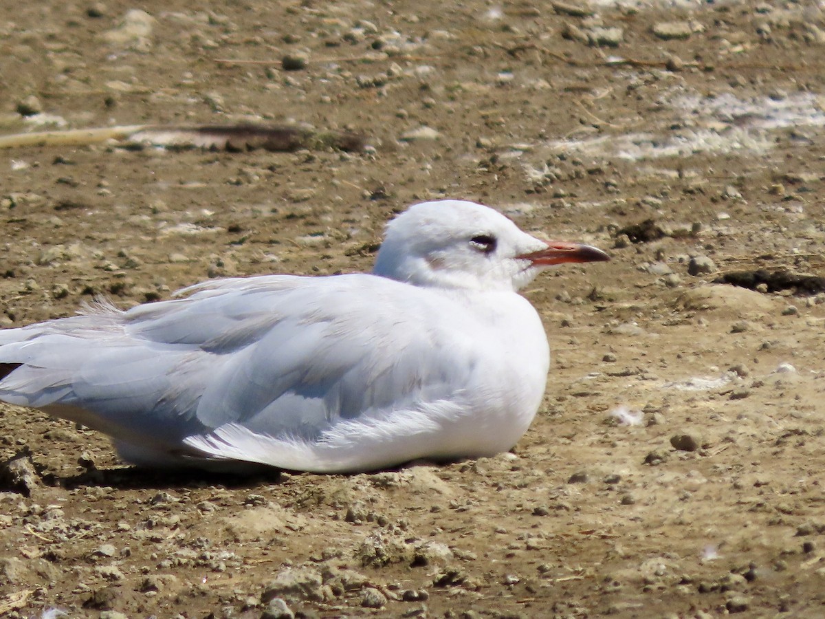 Gray-hooded Gull - ML645594841