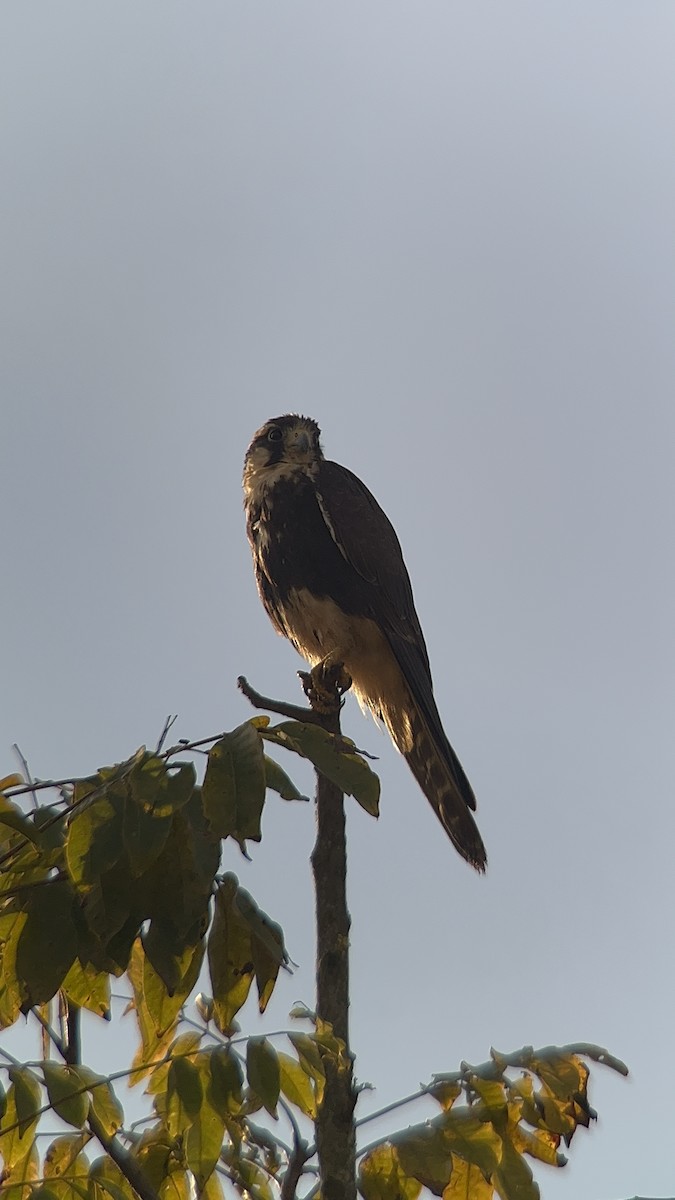 Aplomado Falcon - ML645594855