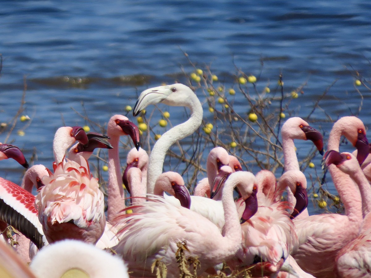 Zwergflamingo - ML645594856