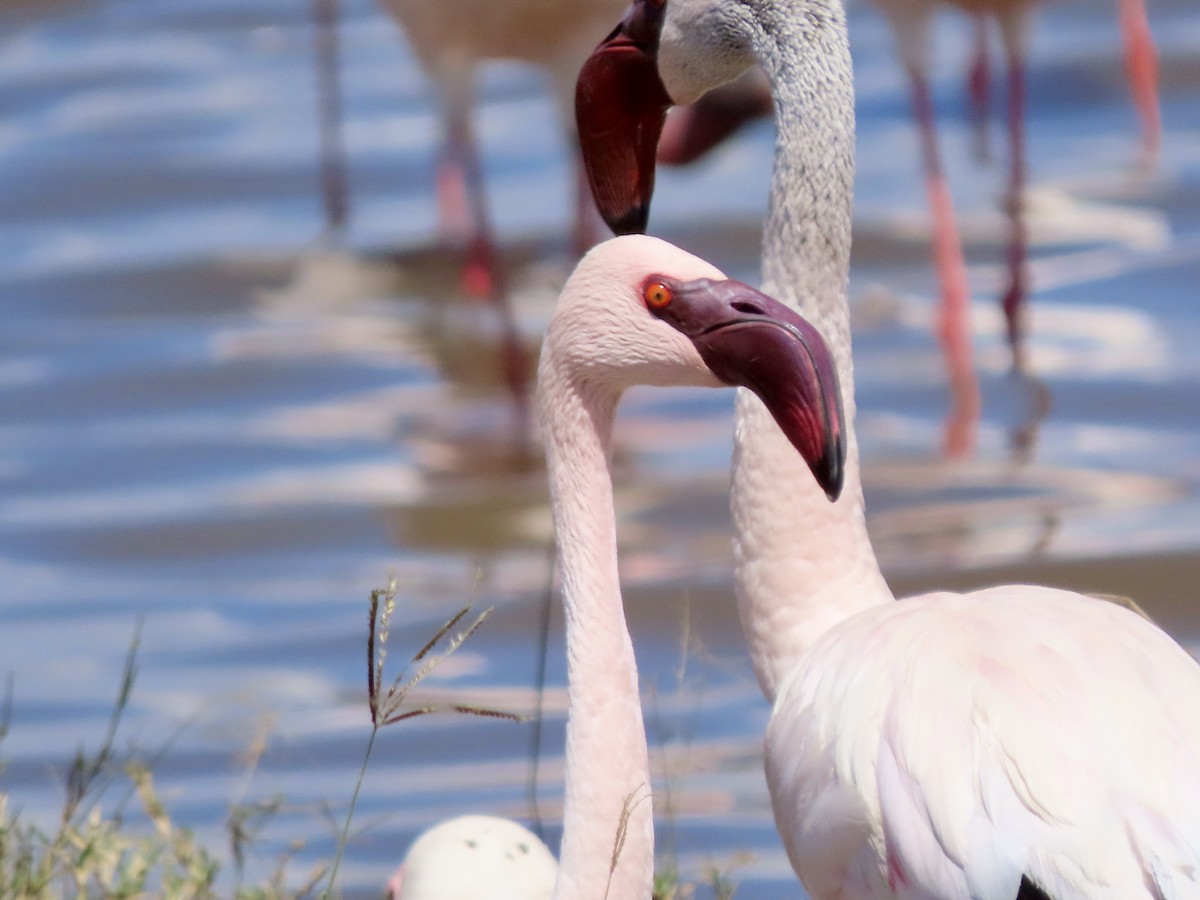 Zwergflamingo - ML645594857