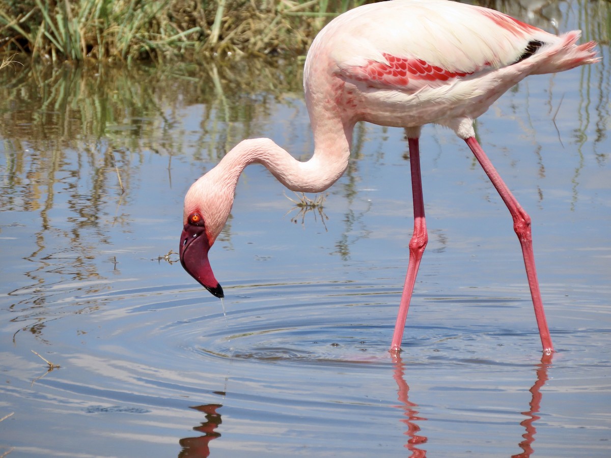 Zwergflamingo - ML645594858