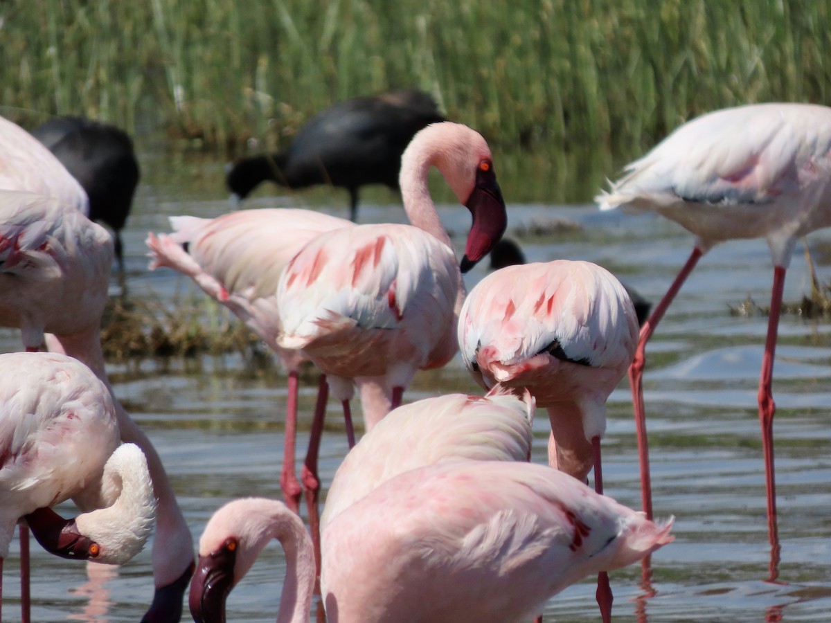 Zwergflamingo - ML645594859