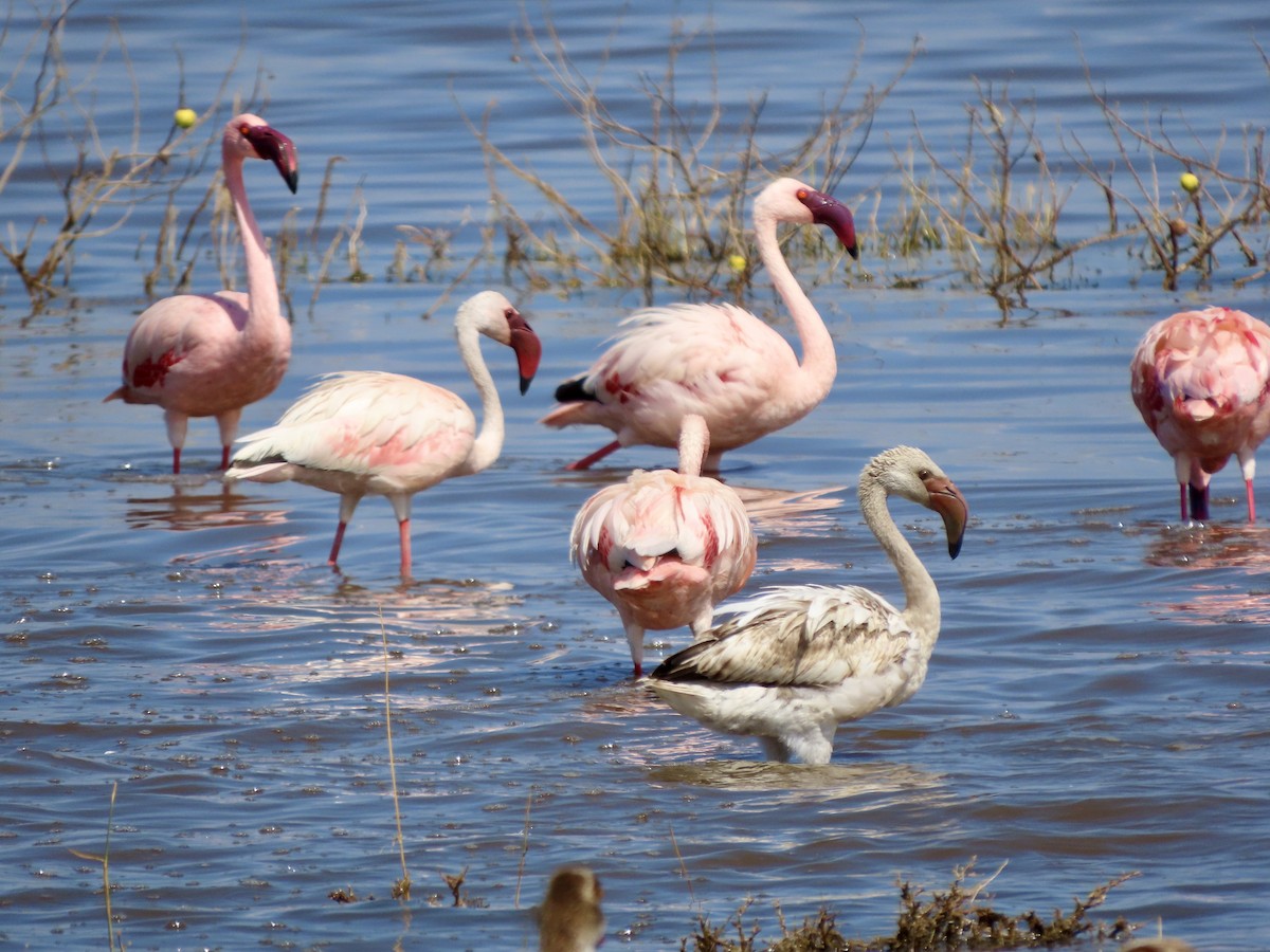 Zwergflamingo - ML645594860