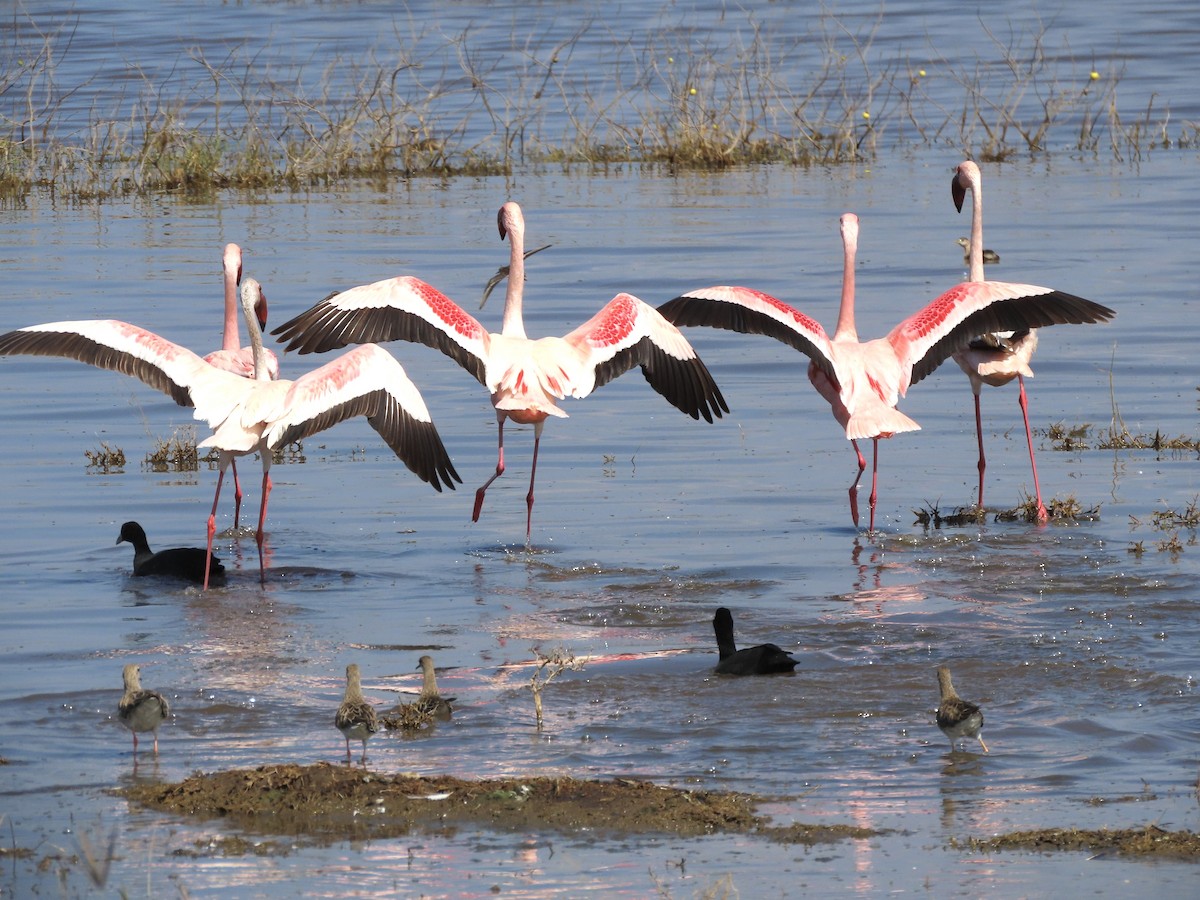 Zwergflamingo - ML645594861