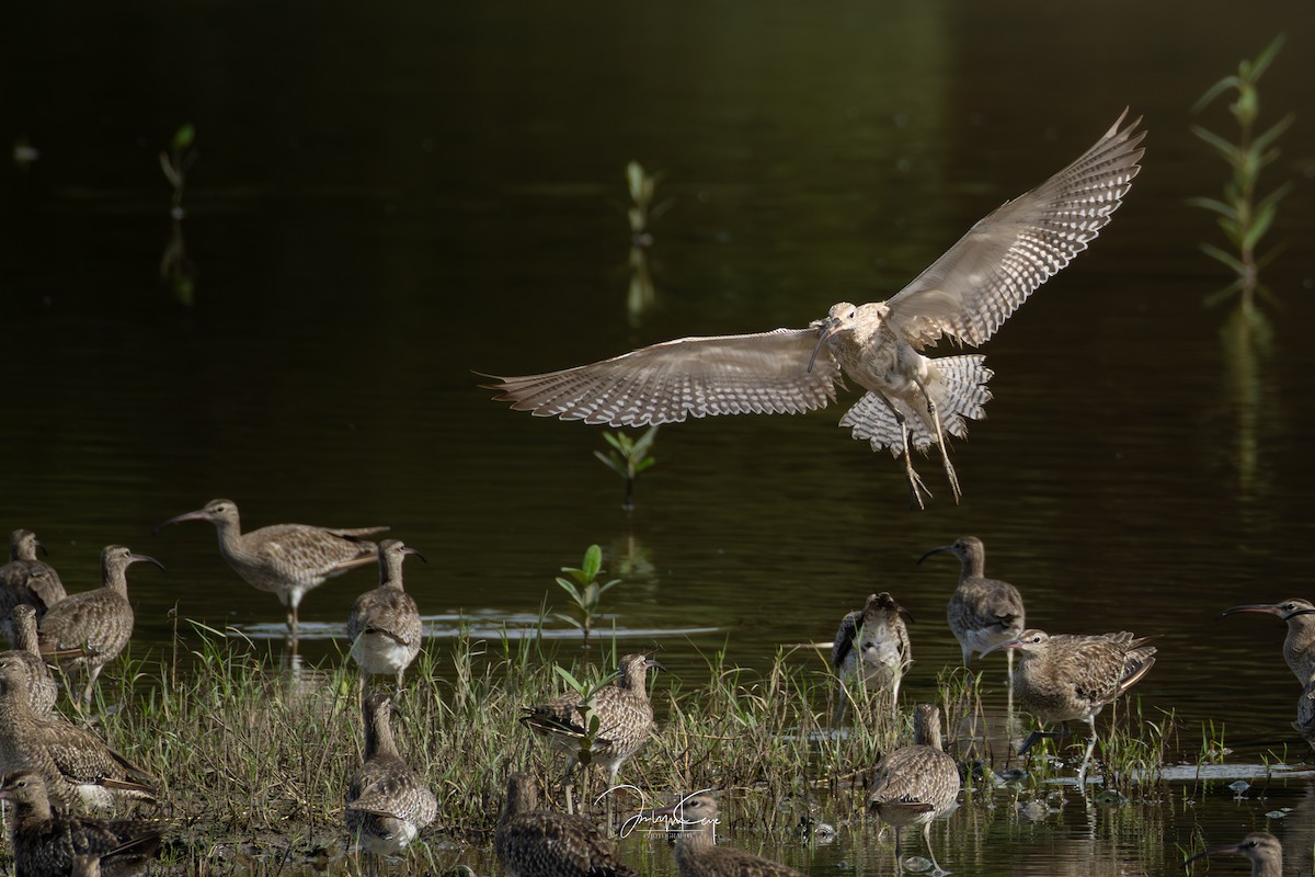 חרמשון גדול - ML645594862