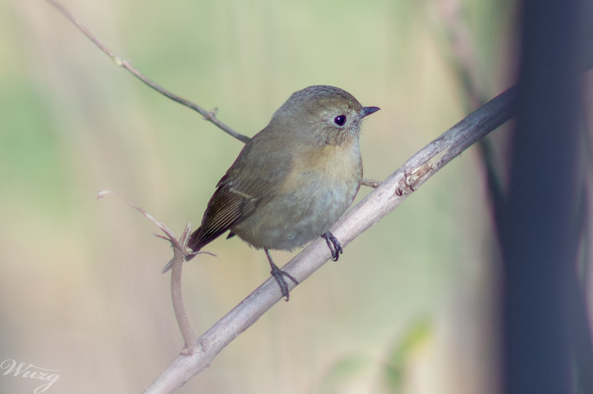 鏽胸藍姬鶲 - ML645594864