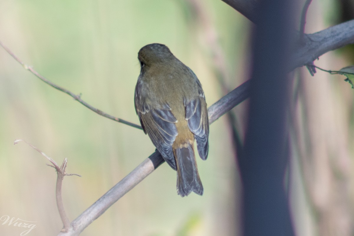 鏽胸藍姬鶲 - ML645594865