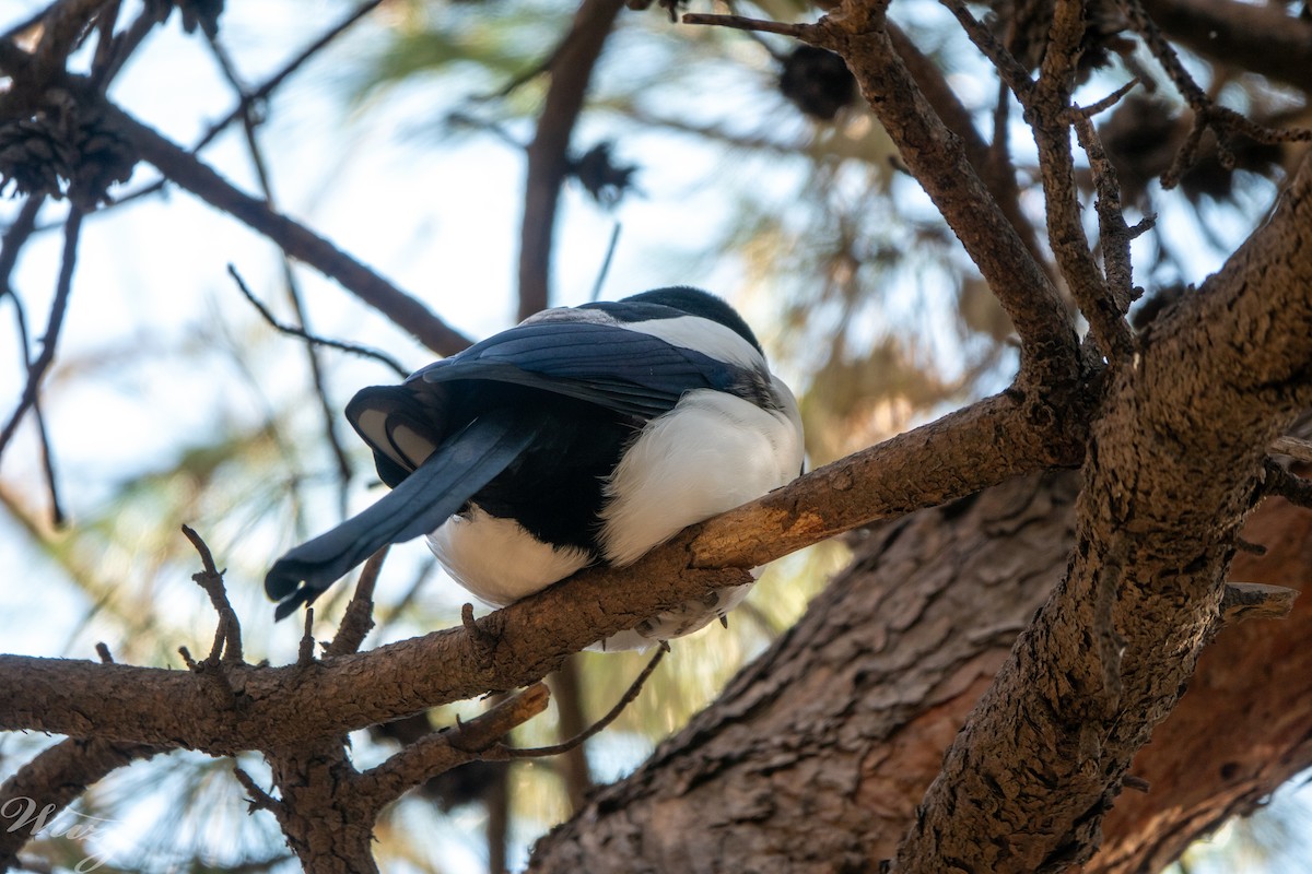 Orientelster - ML645594873