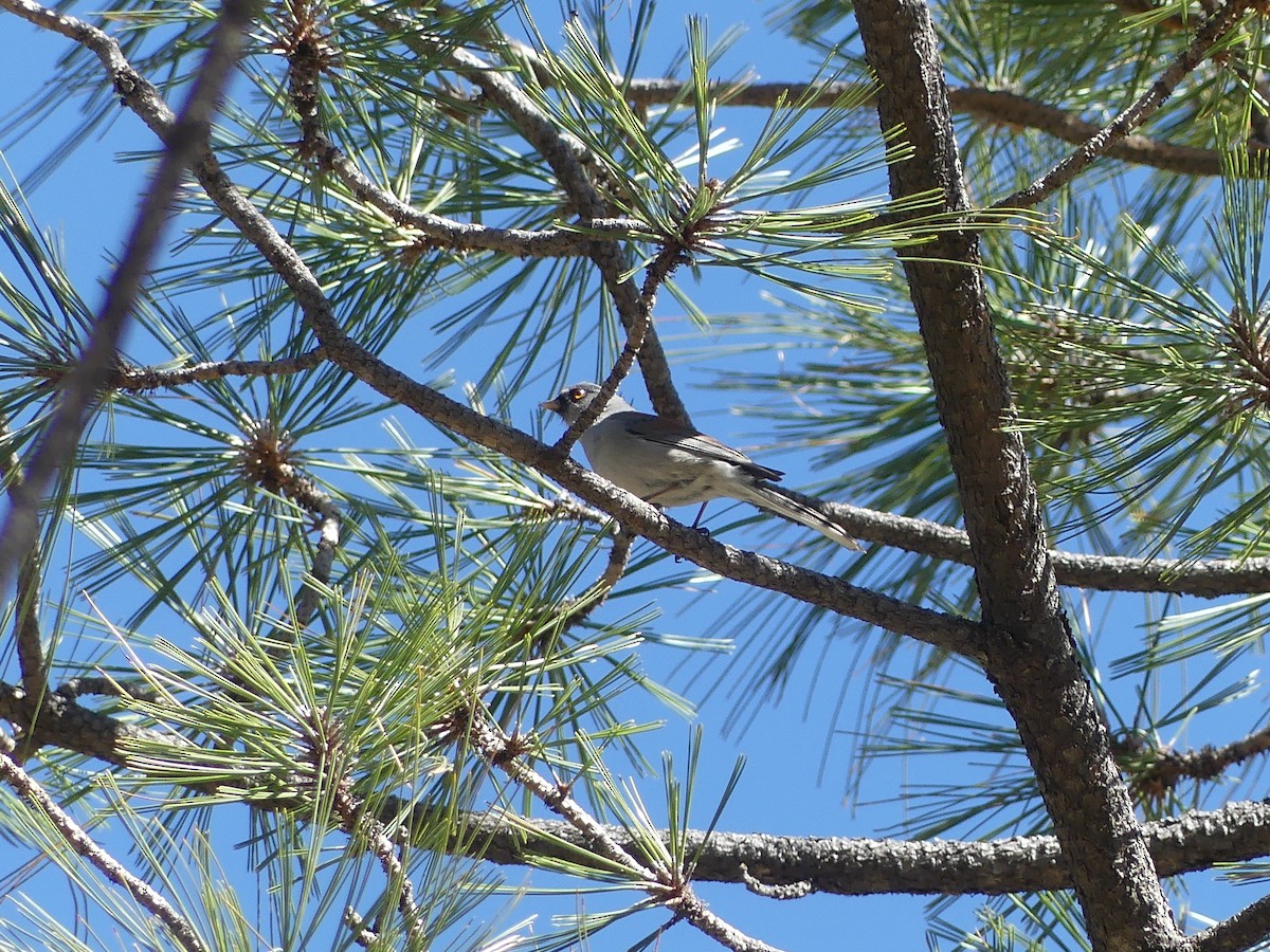Yellow-eyed Junco - ML645594874