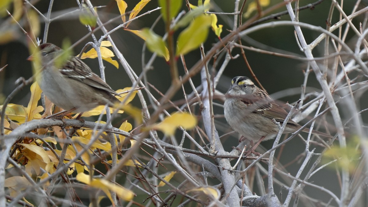 White-throated Sparrow - ML645594875