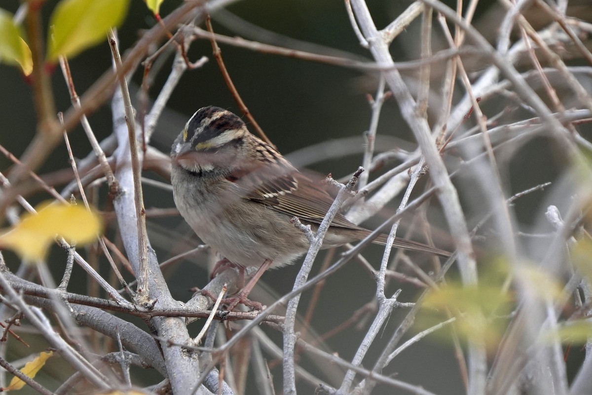 White-throated Sparrow - ML645594876
