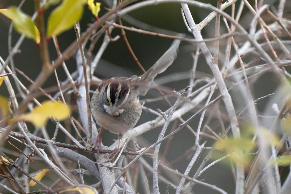 White-throated Sparrow - ML645594879