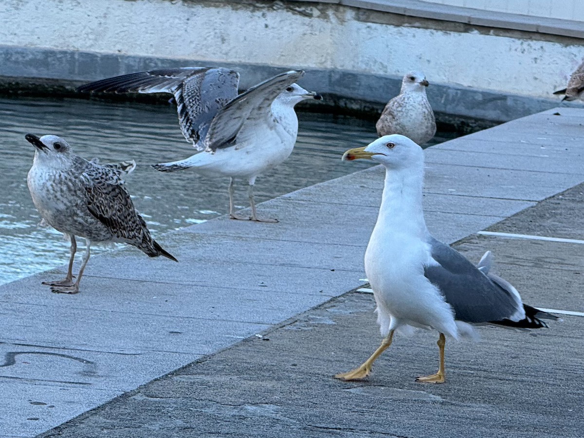 Yellow-legged Gull - ML645594886