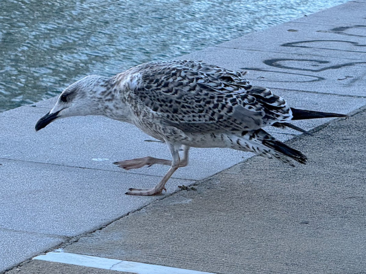 Yellow-legged Gull - ML645594890