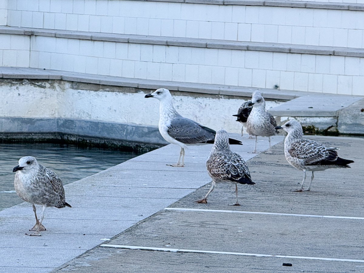 Yellow-legged Gull - ML645594892