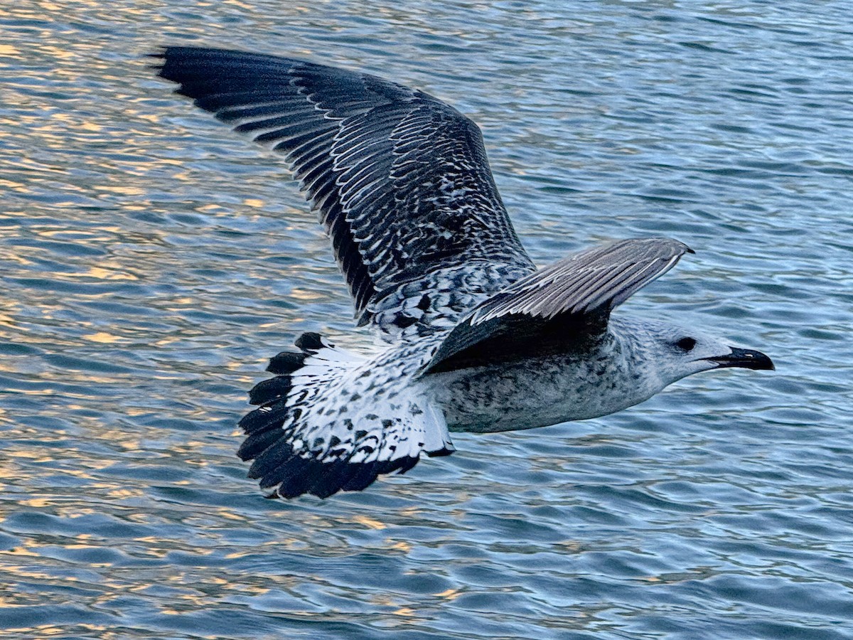 Yellow-legged Gull - ML645594893