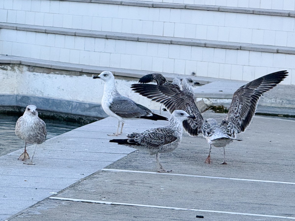 Yellow-legged Gull - ML645594894