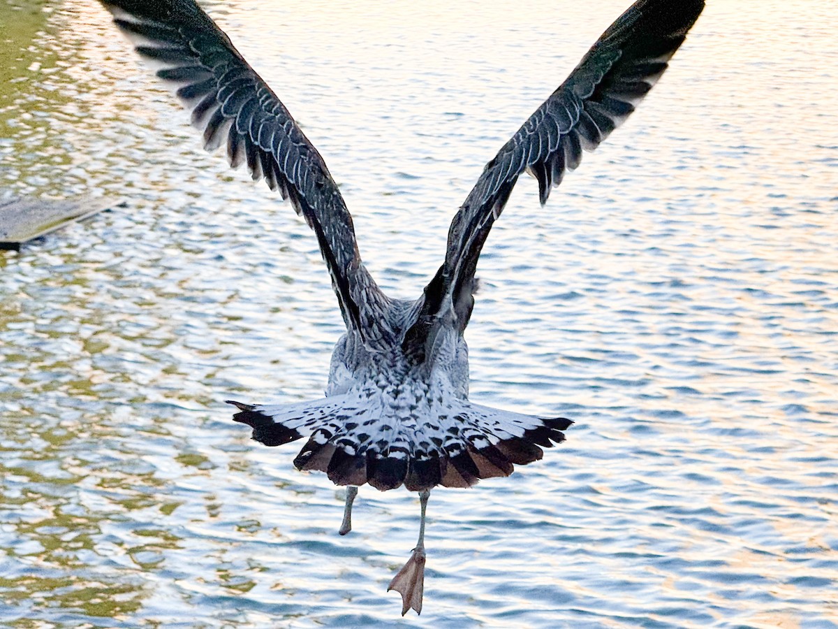 Yellow-legged Gull - ML645594895
