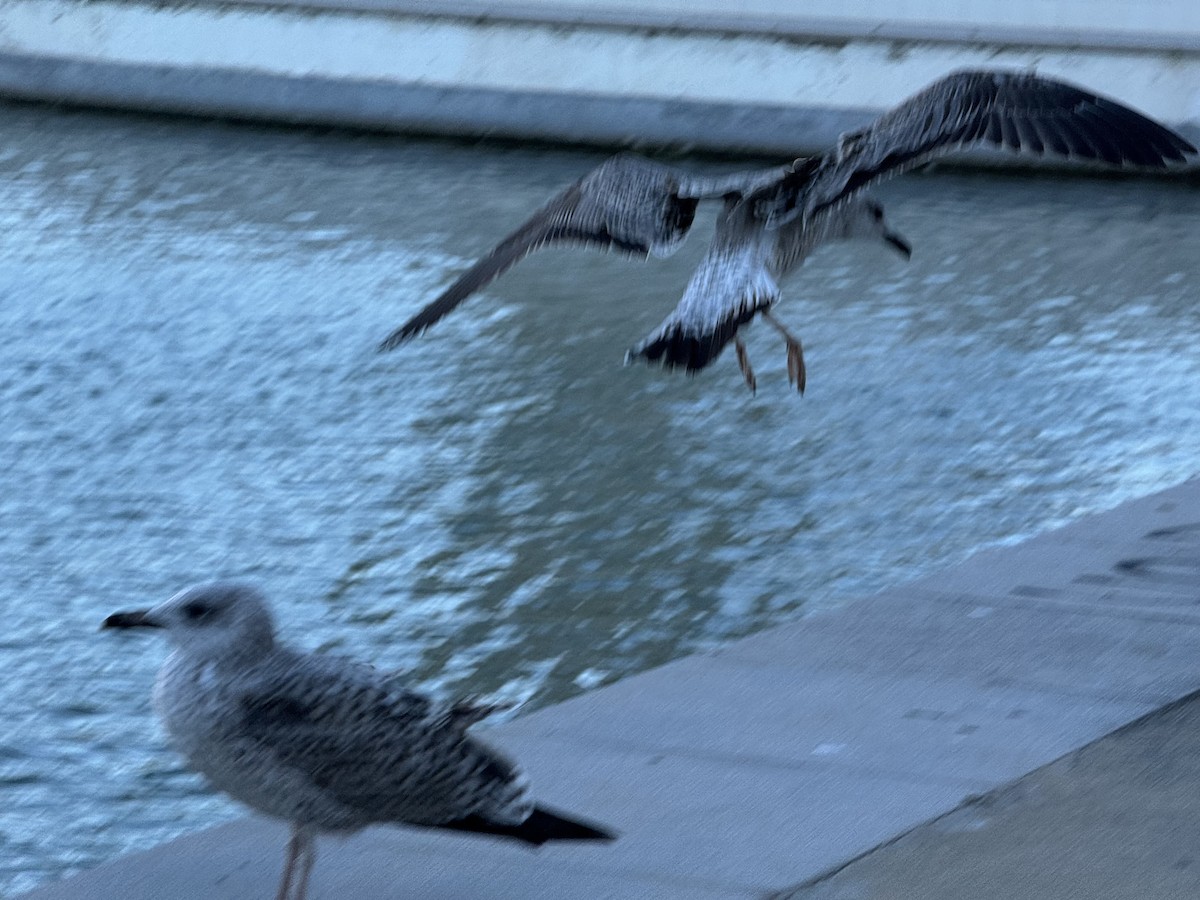 Yellow-legged Gull - ML645594896