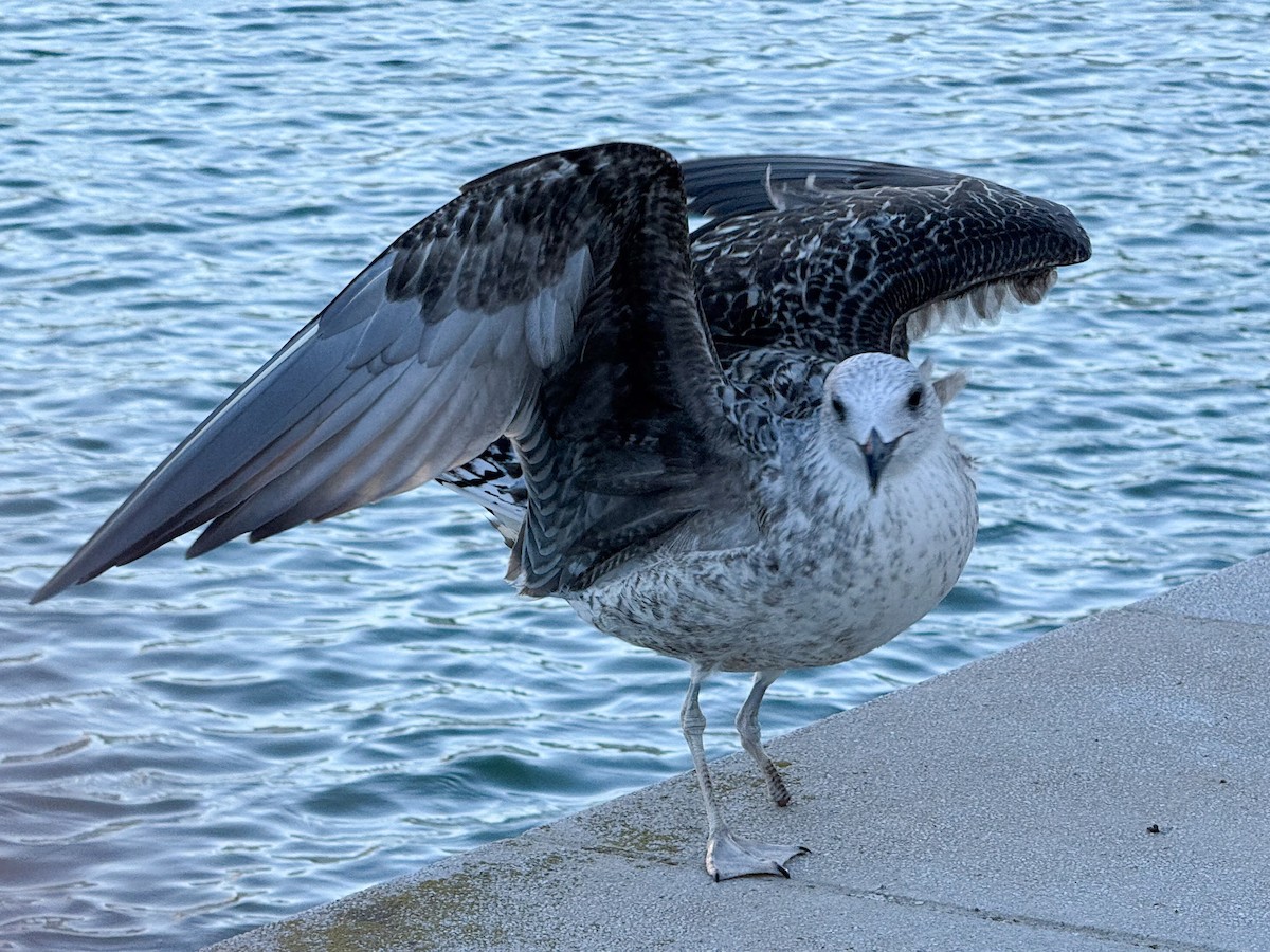 Yellow-legged Gull - ML645594897