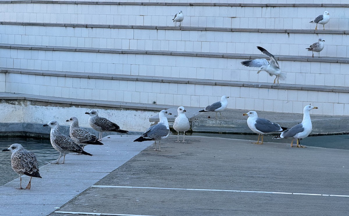Yellow-legged Gull - ML645594898