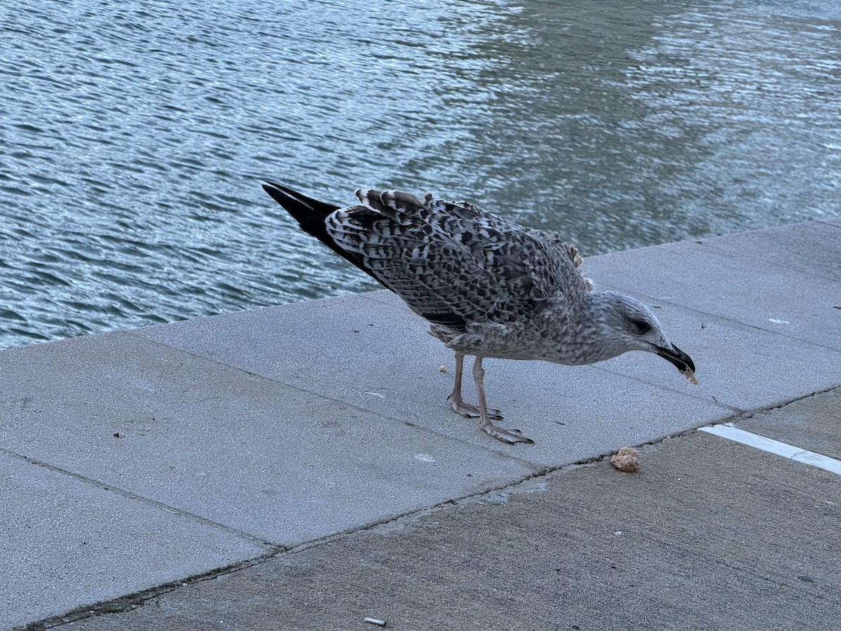 Yellow-legged Gull - ML645594899