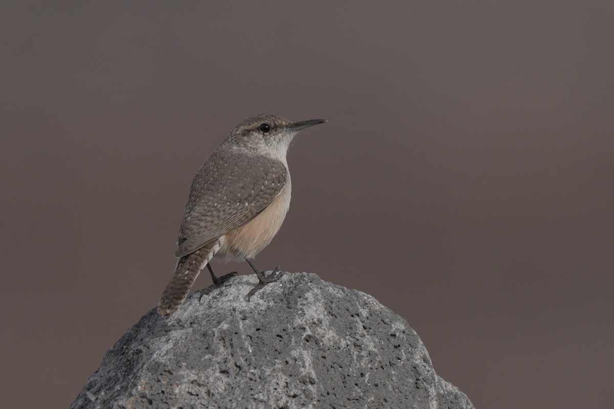 Rock Wren - ML645594902