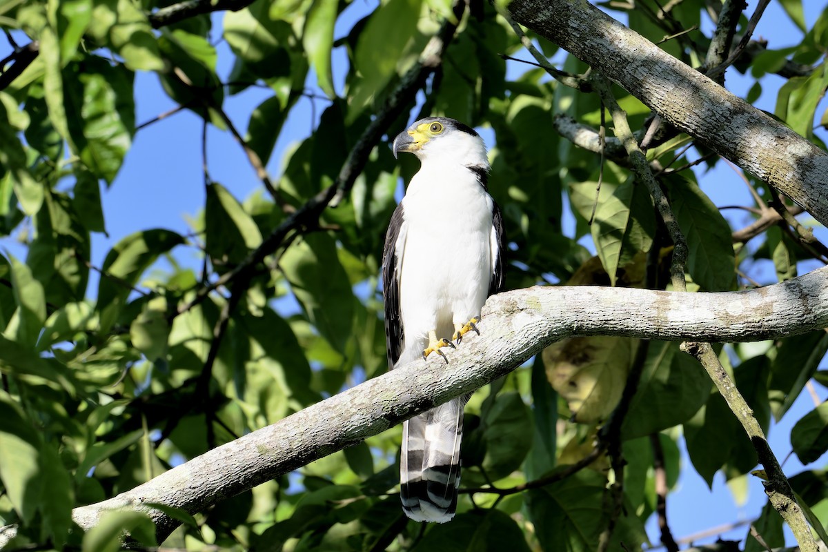 Hook-billed Kite (Hook-billed) - ML645594915