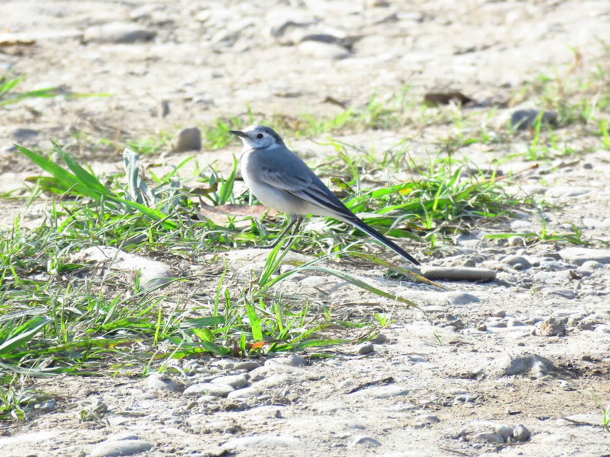 konipas bílý - ML645594918