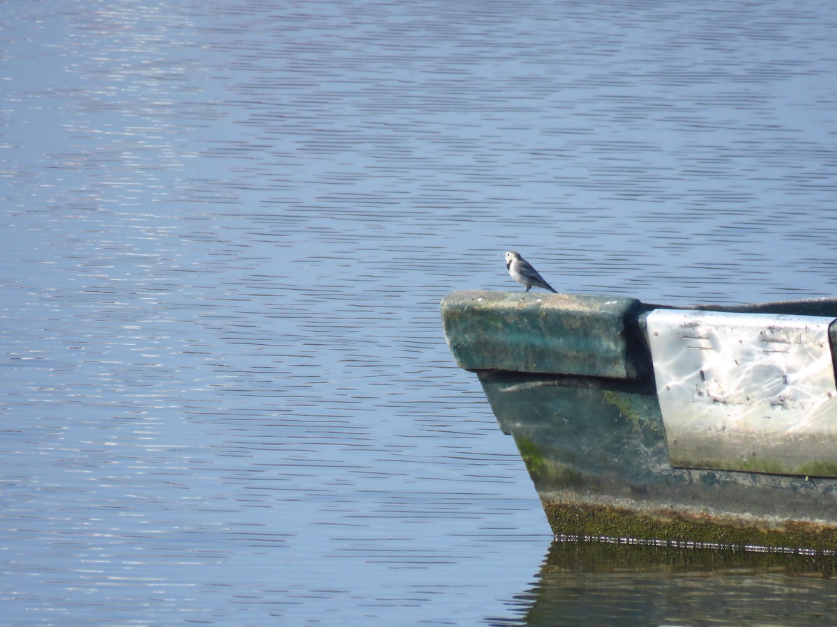 konipas bílý - ML645594920