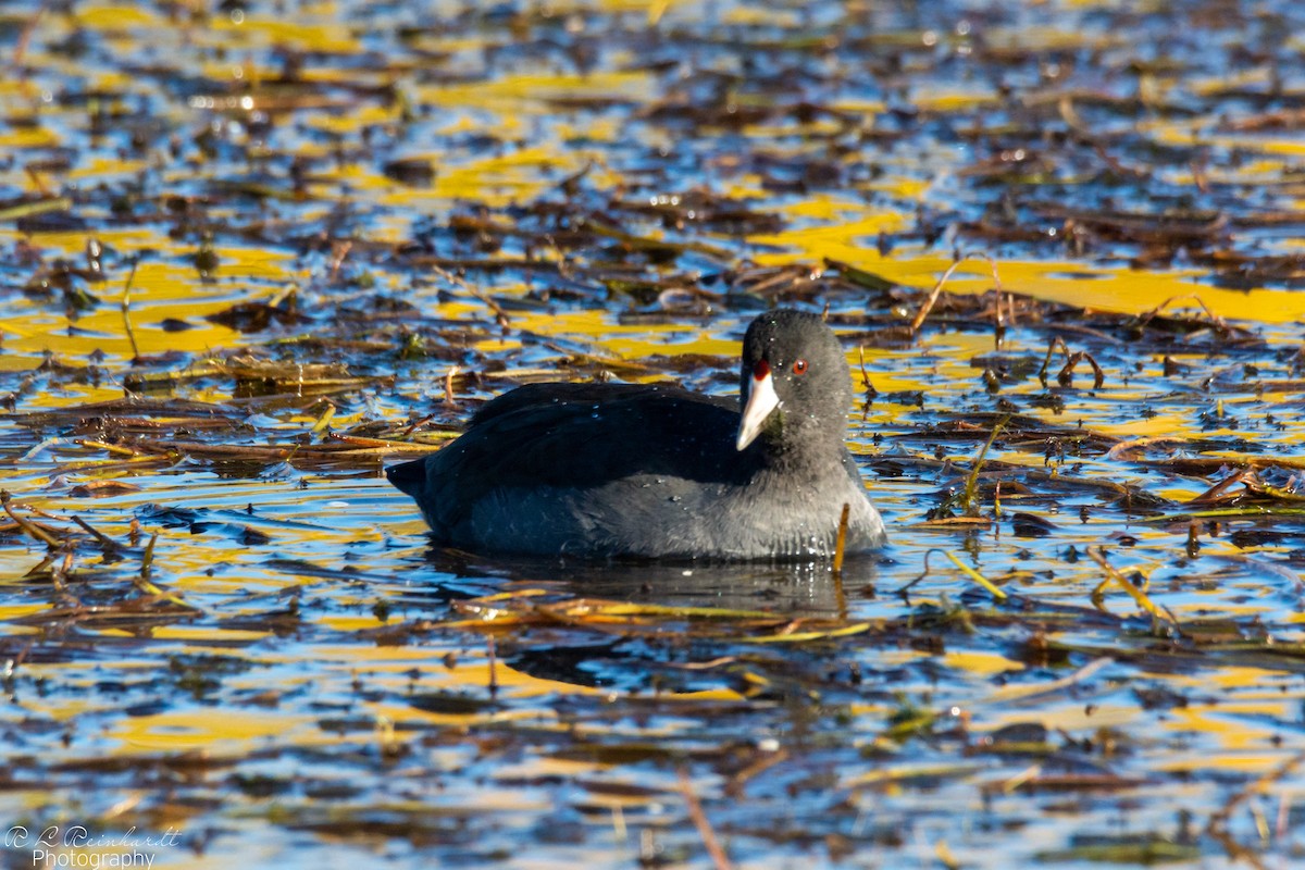 American Coot - ML645594929