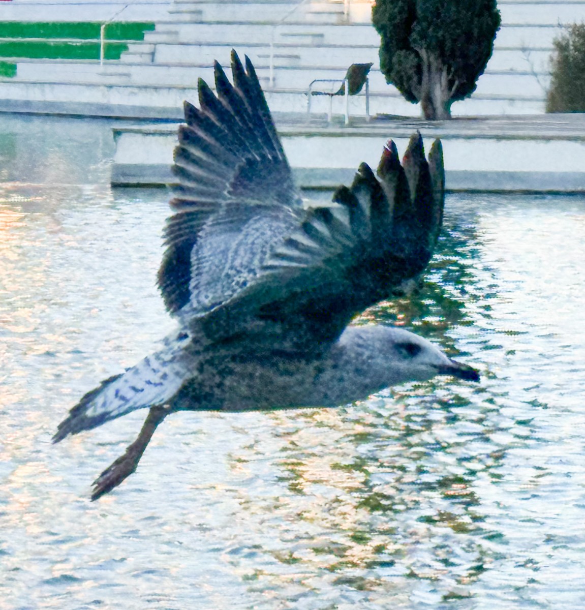 Yellow-legged Gull - ML645594933