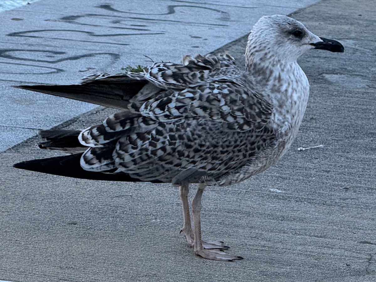 Yellow-legged Gull - ML645594934