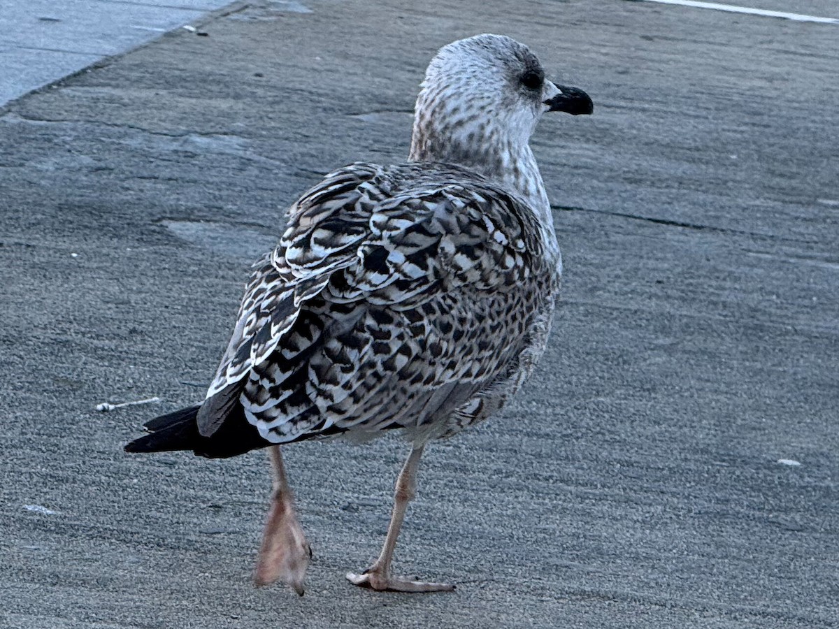 Yellow-legged Gull - ML645594935