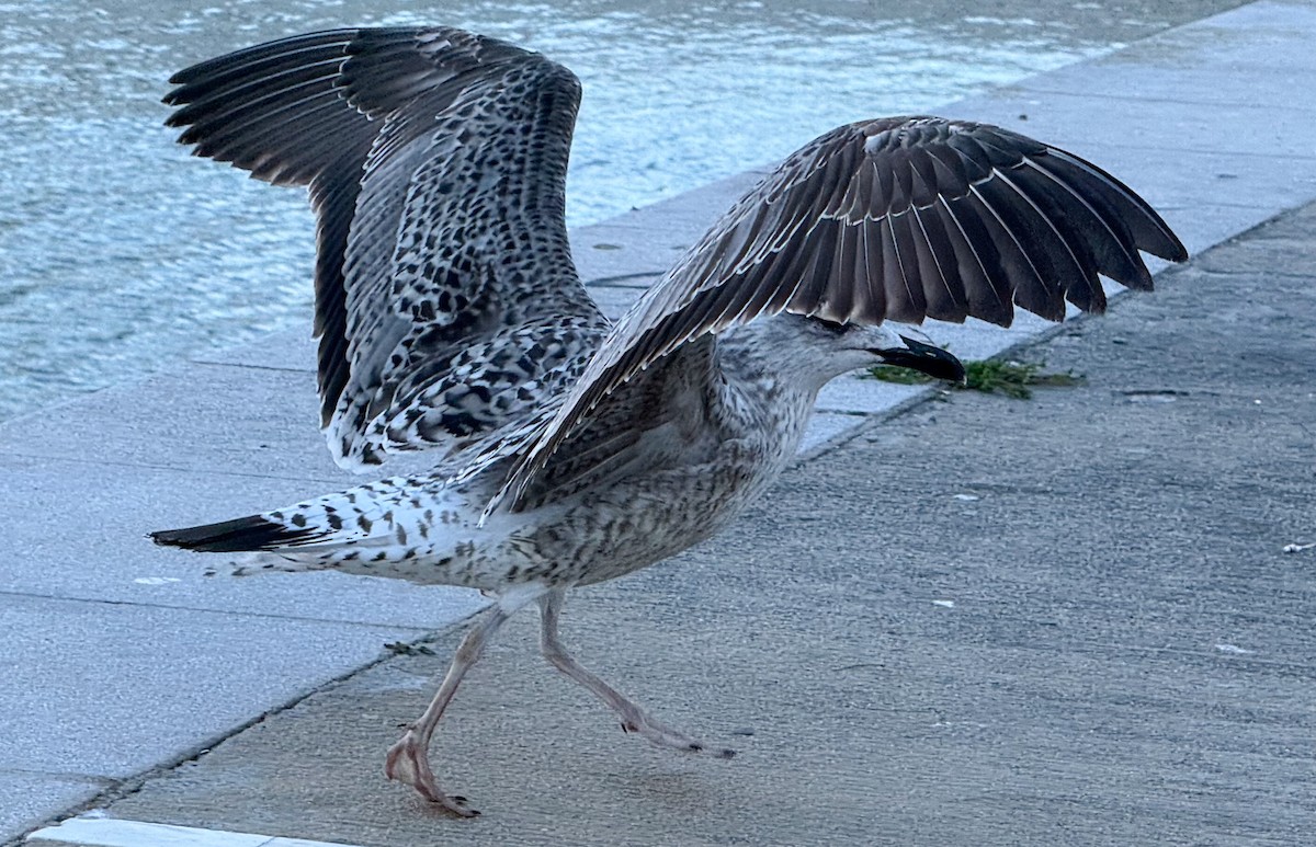Yellow-legged Gull - ML645594936