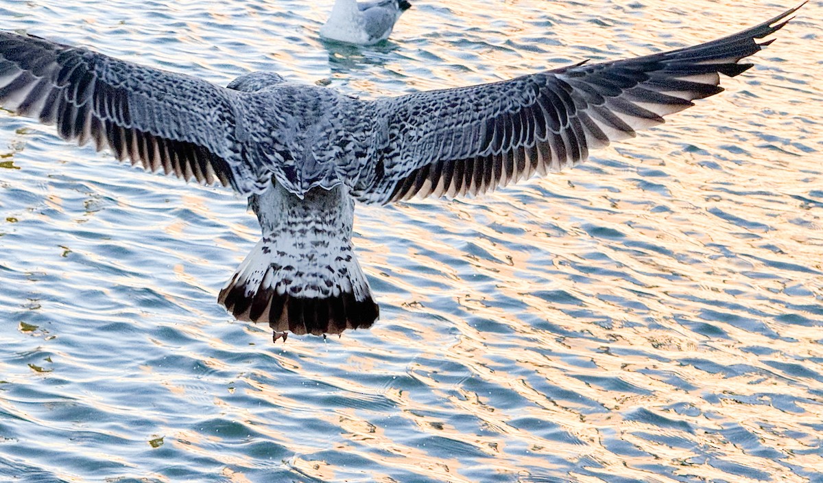 Yellow-legged Gull - ML645594937