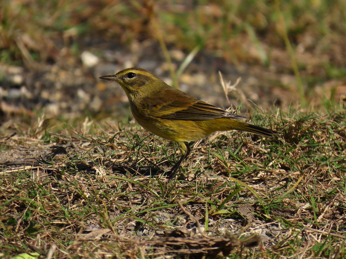 Palm Warbler - ML645594951