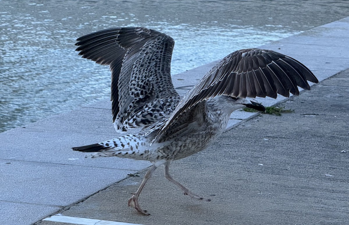 Yellow-legged Gull - ML645594989