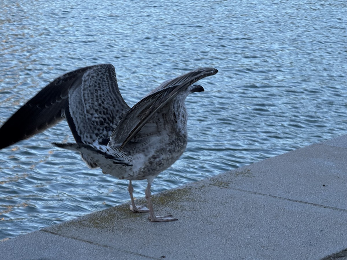 Yellow-legged Gull - ML645594990
