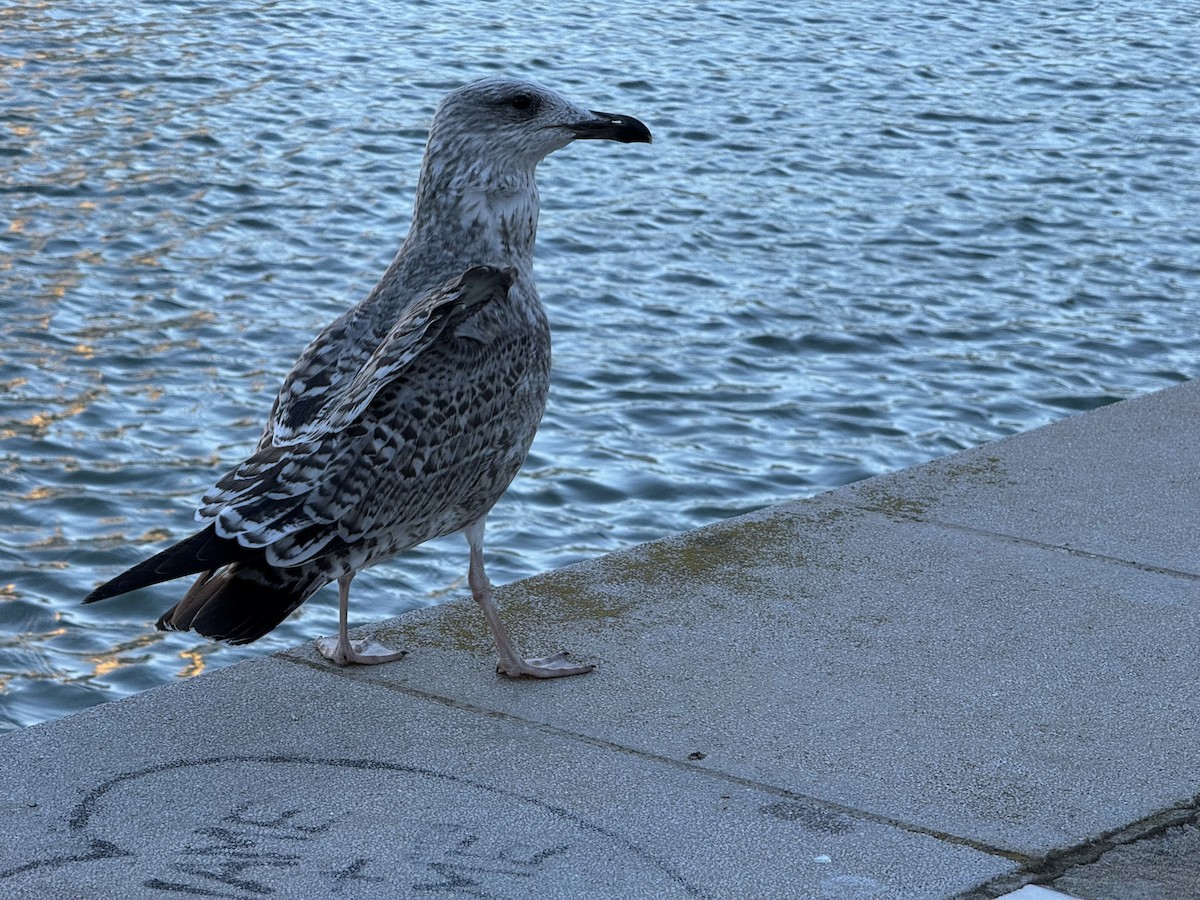 Yellow-legged Gull - ML645594991